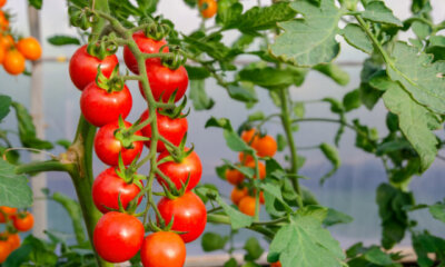 Cocktailtomaten - hellgelbe bis dunkelrote Sorten