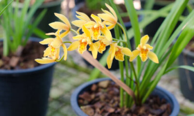 Cymbidium - so topfen Sie eine Kahnorchidee um!