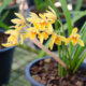Cymbidium - so topfen Sie eine Kahnorchidee um!