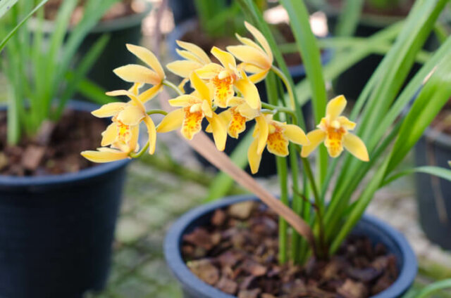 Cymbidium - so topfen Sie eine Kahnorchidee um!
