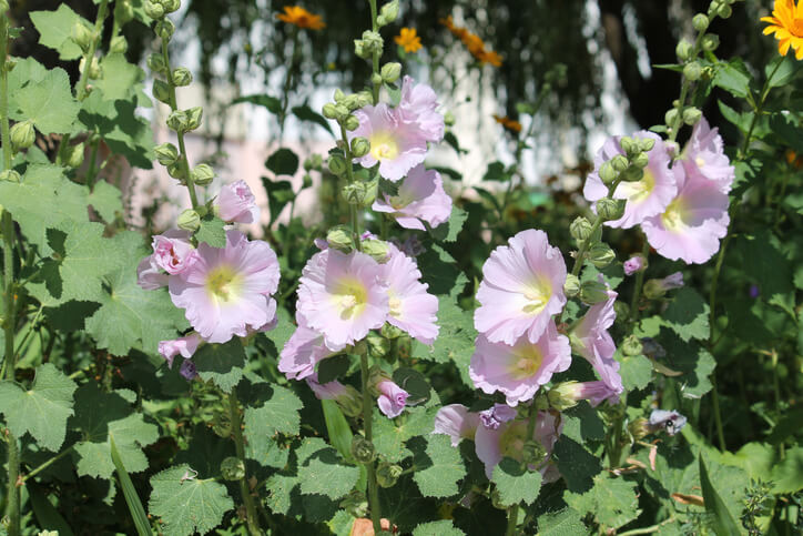 Das Aussehen der Blätter