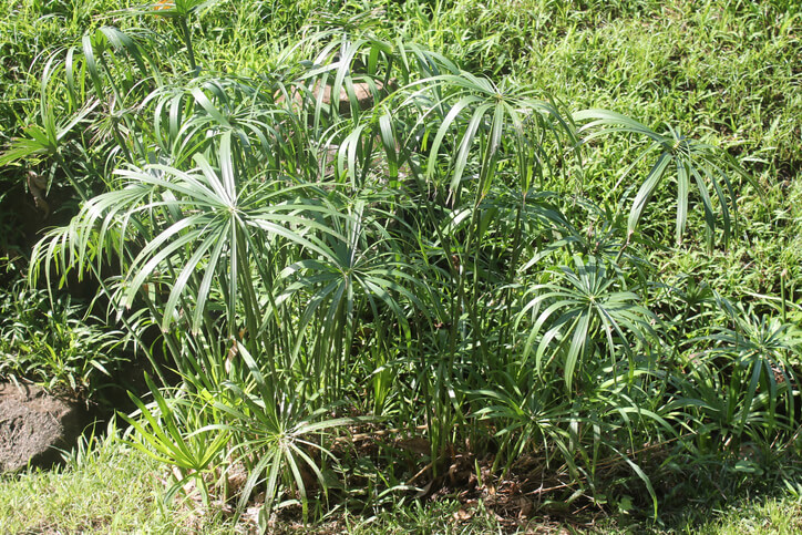 Das passende Substrat