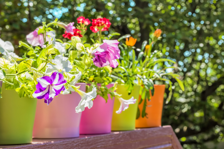 Der Sommer wird bunt