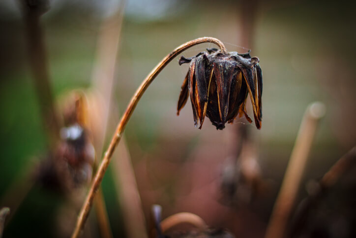 Der richtige Zeitpunkt zum Ausgraben der Knollen