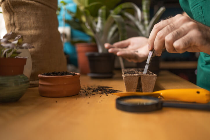 Die Aussaat der Samen