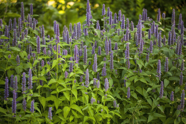 Duftnesseln (Agastache) - wann, warum und wie werden sie beschnitten