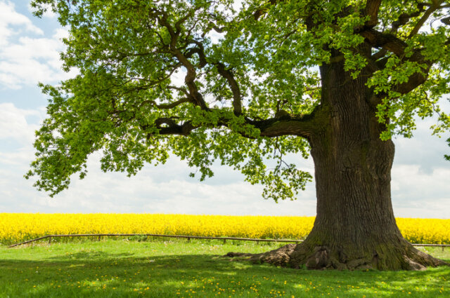 Eichen - Anzucht, Standort, Pflege, Rückschnitt