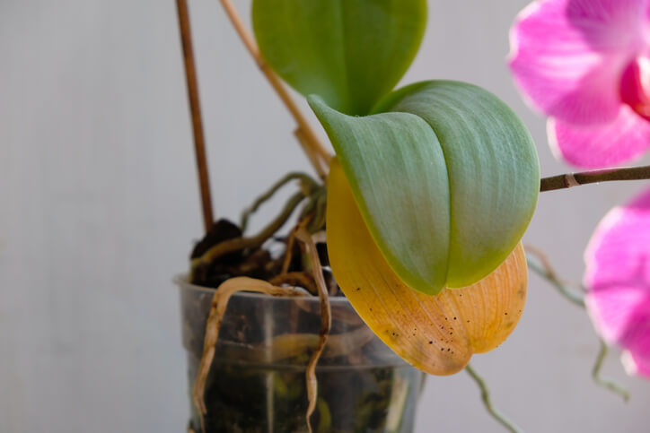 Einschätzen der Überlebenschancen