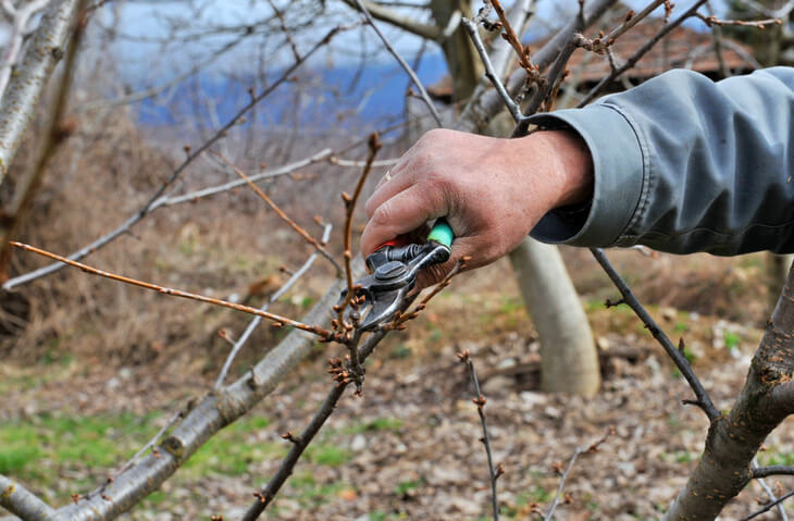 Entfernen von Wasserschossen