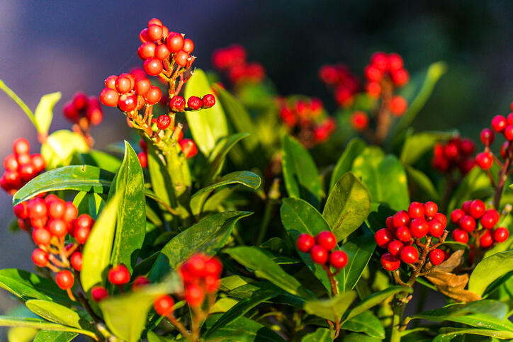 Erkennen des jeweiligen Geschlechts