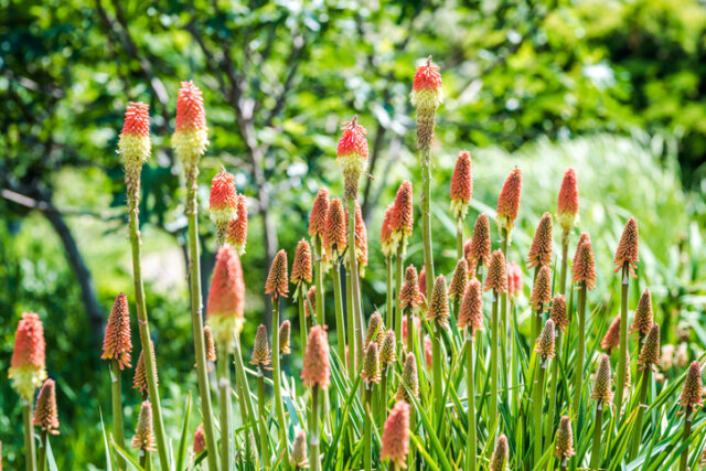 Fackellilien - richtiger Beschnitt