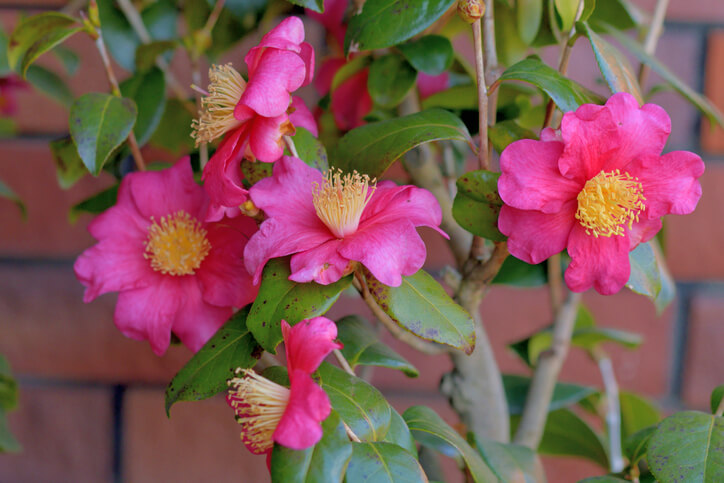 Fäulnis an Blättern oder Blüten