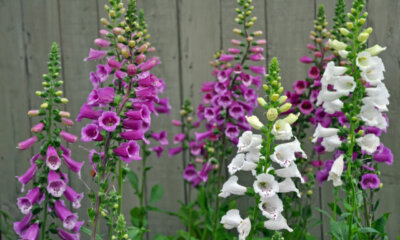 Fingerhut - so wirkt er gegen Schnecken!