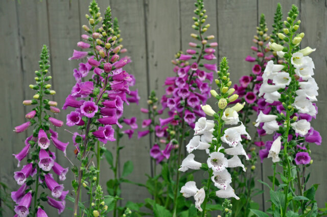 Fingerhut - so wirkt er gegen Schnecken!