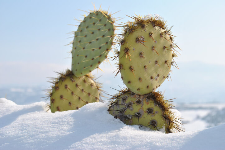 Frostfeste Opuntien
