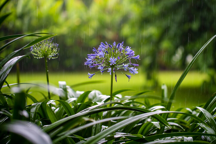 Frostverträglichkeit von Schmucklilien