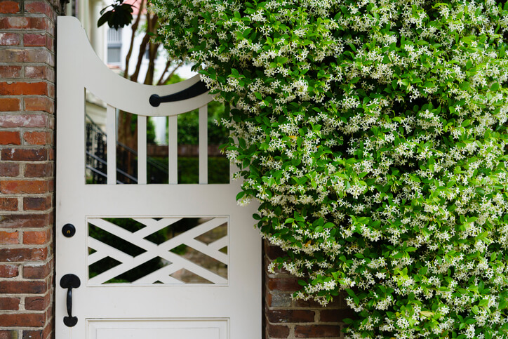 Für eine Begrünung geeignete Gewächse