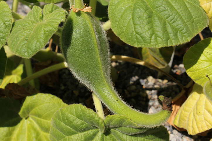 Generative Vermehrung Fleischfressender Pflanzen