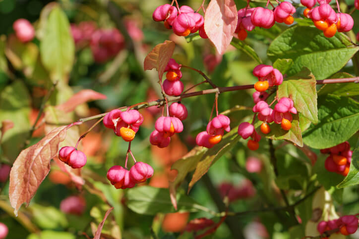 Gewöhnliches Pfaffenhütchen