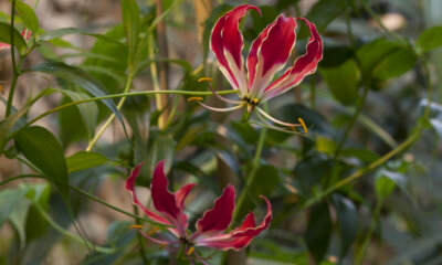 Gloriosa - Anzucht der Ruhmeskrone im Garten