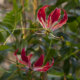 Gloriosa - Anzucht der Ruhmeskrone im Garten