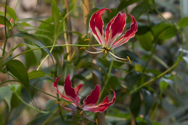 Gloriosa - Anzucht der Ruhmeskrone im Garten