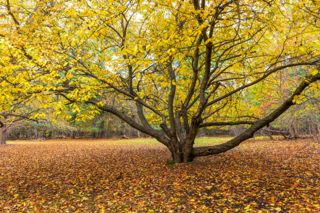 Goldulme - so gelingt der Rückschnitt!