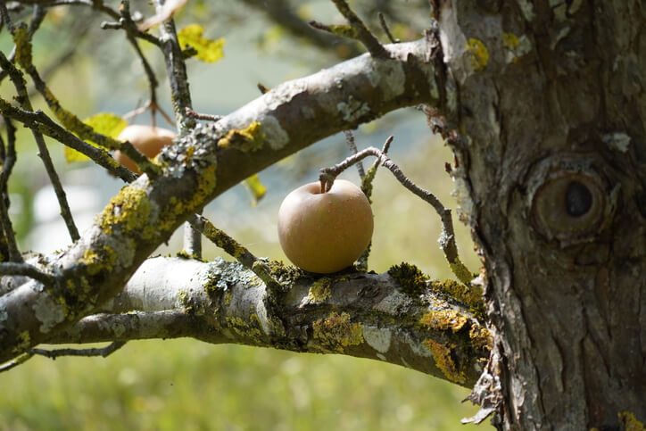 Gründe für das Entfernen von Wassertrieben