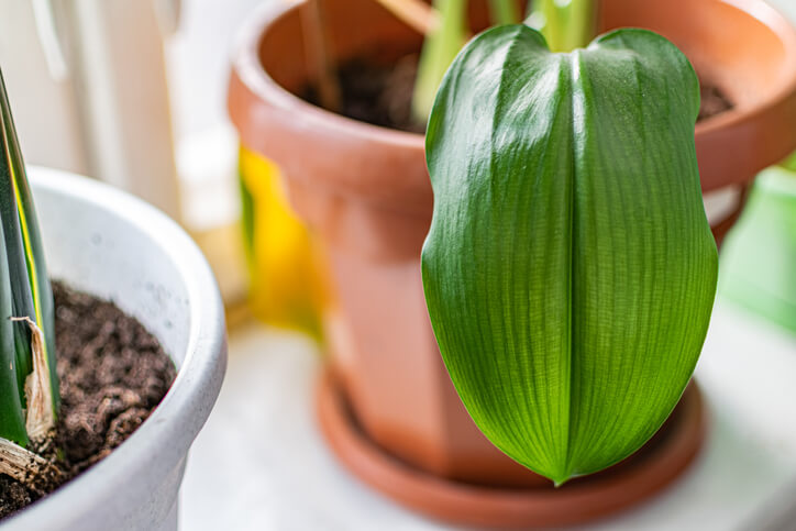 Gründe für welke Blätter bei Orchideen