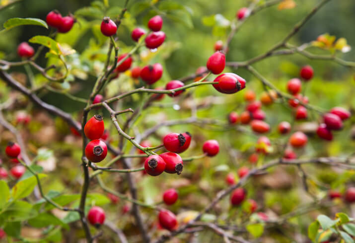 Hagebutte und Heckenrose - wie hängt beides zusammen