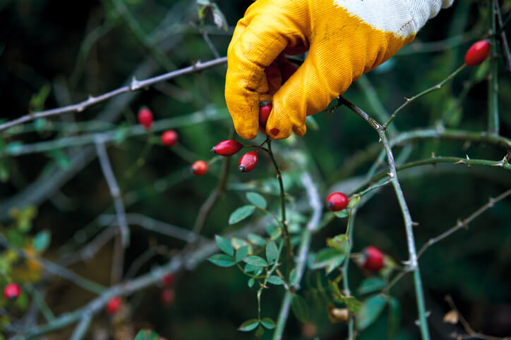 Hagebutten richtig ernten