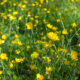 Hahnenfuß - einzigartige Besonderheiten der Butterblumen
