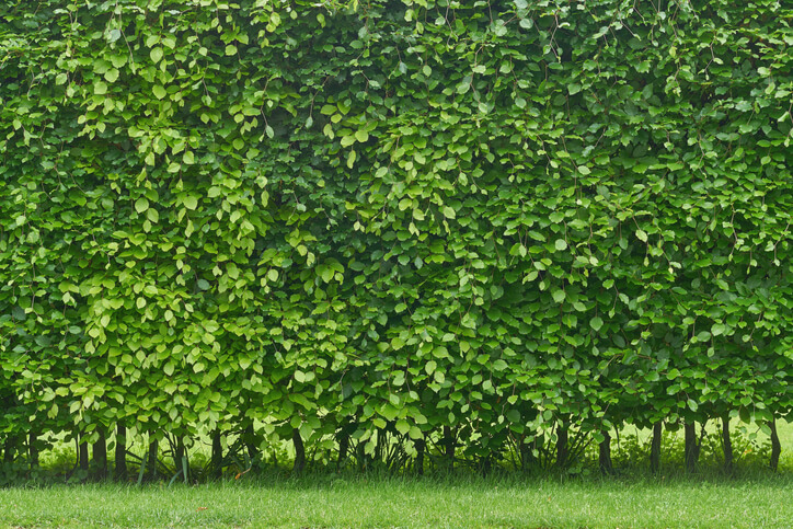 Hainbuchen - wunderbare Heckenpflanzen