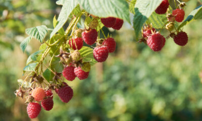Herbsthimbeeren - wichtige Pflanztipps auf einen Blick