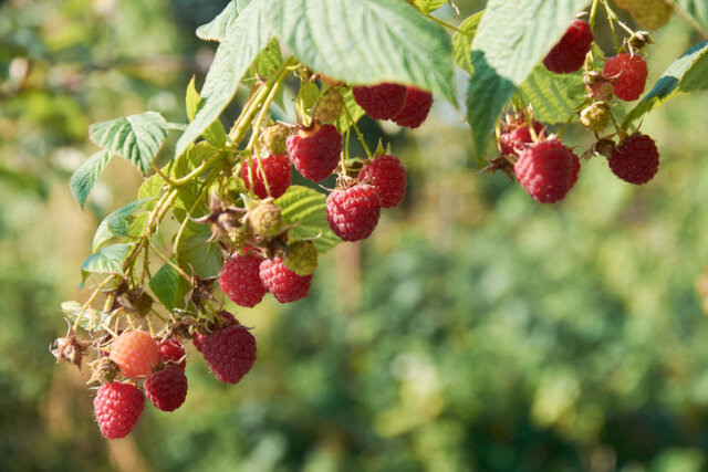 Herbsthimbeeren - wichtige Pflanztipps auf einen Blick