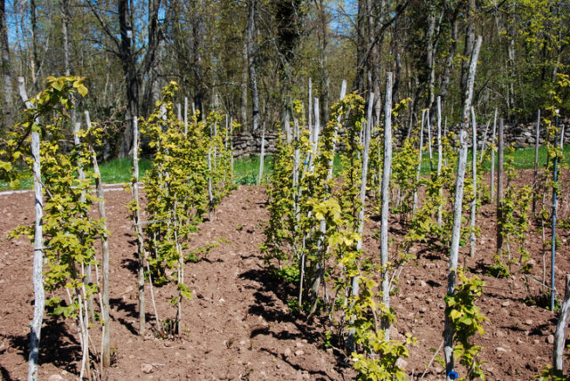 Himbeeren - so werden sie angebunden!