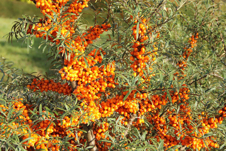 Ideale Standorte für Sanddorn