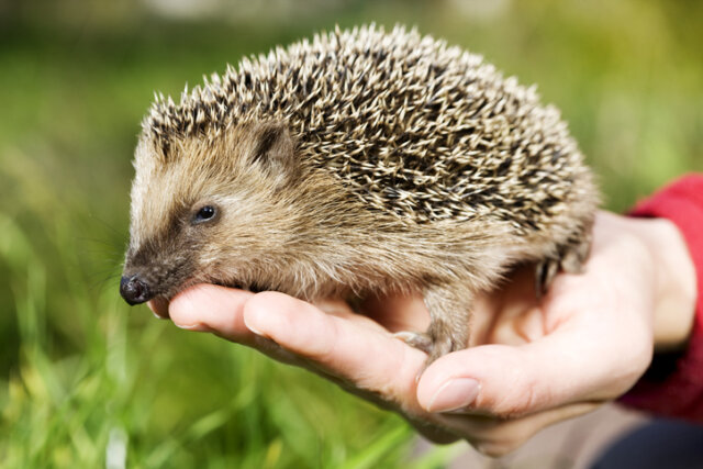 Igel - wie wildert man die Tiere in der freien Natur aus