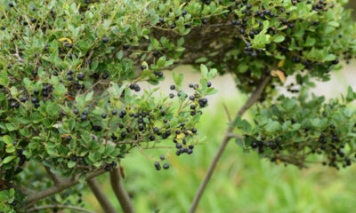 Japanische Stechpalme (Ilex crenata) - so pflegt man sie richtig!