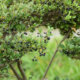 Japanische Stechpalme (Ilex crenata) - so pflegt man sie richtig!