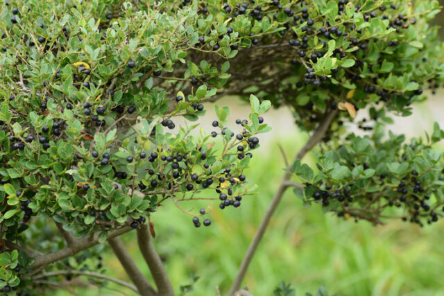 Japanische Stechpalme (Ilex crenata) - so pflegt man sie richtig!
