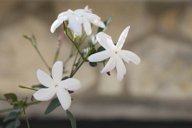 Jasmin - Vermehrung über Ableger