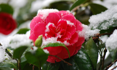 Kamelien - gibt es winterharte Arten