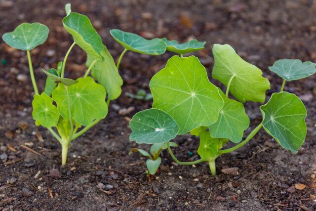 Kapuzinerkresse - Tipps zum Vorziehen