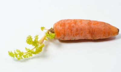 Karotten - sind gekeimte Möhren essbar