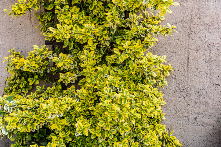 Kletter-Spindelstrauch