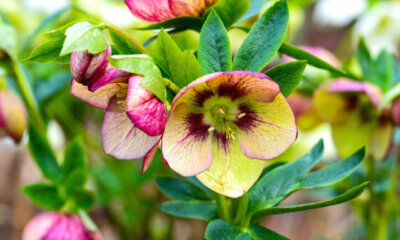 Lenzrose Pflege - Bewässerung, Düngung, Rückschnitt und mehr