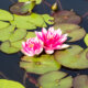 Lotusblume - richtige Pflanzung im Topf und im Teich