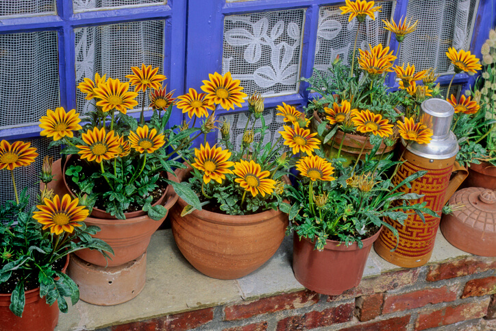 Mittagsgold als Balkon- oder Kübelpflanze