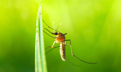 Mücken - wie hält man die Insekten fern